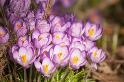 Crocus-001.jpg