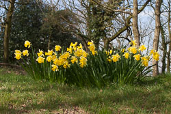 Daffodil-004.jpg