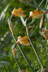 Daffodil-006.jpg