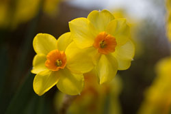 Daffodil-014.jpg