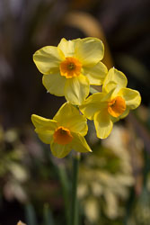 Daffodil-018.jpg