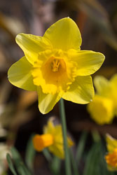 Daffodil-019.jpg