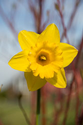 Daffodil-021.jpg