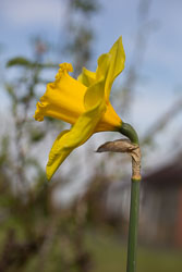 Daffodil-024.jpg
