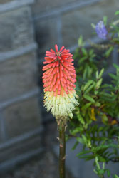 Red-Hot-Poker-001.jpg