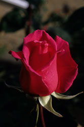 Rose-001.jpg