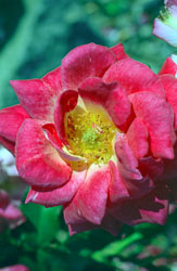 Rose-002.jpg