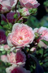 Rose-003.jpg
