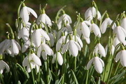 Snowdrop-005.jpg