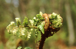 Fern-002.jpg