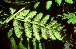 Fern-005.jpg