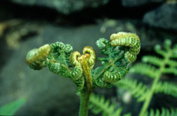 Fern-008.jpg