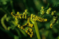 Fern-009.jpg