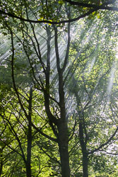 2005_District_Camp_Bradley_Wood-051.jpg