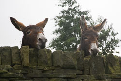 Donkeys-001.jpg