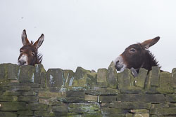 Donkeys-003.jpg