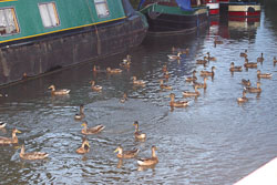 Ducks-001.jpg