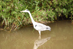 Heron-002.jpg