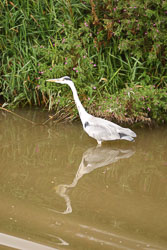Heron-003.jpg
