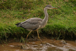 Heron-005.jpg