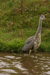 Heron-006.jpg
