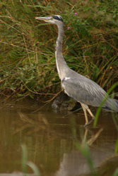 Heron-007.jpg