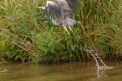Heron-008.jpg