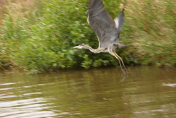 Heron-010.jpg