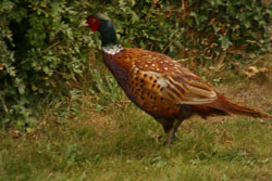 Pheasant-001.jpg