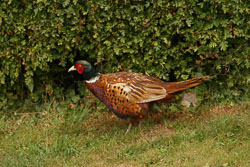 Pheasant-002.jpg