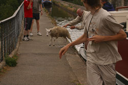 Sheep_06.jpg