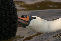 Swan-004.jpg