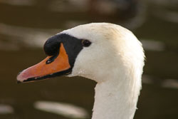 Swan-005.jpg