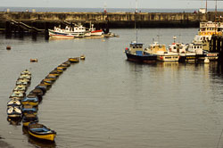 Bridlington_Harbour_-059-1.jpg