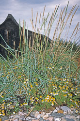 Holy_Island_073.jpg