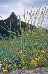 Holy_Island_074.jpg