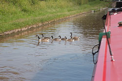 Canada_Geese_Shropshire_Union_Canal-001.jpg