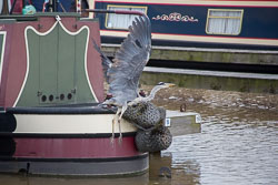 Heron_Aqueduct_Marina_Middlewich_Branch_Shropshire_Union_Canal-001.jpg