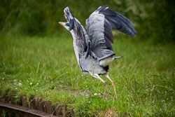 Heron_Shropshire_Union_Canal-007.jpg