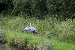Heron_Shropshire_Union_Canal-010.jpg