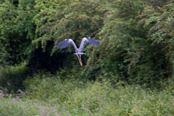Heron_Shropshire_Union_Canal-011.jpg