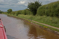 Heron_Shropshire_Union_Canal-020.jpg