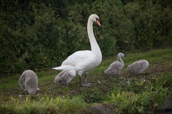 Swan_Shropshire_Union_Canal-004.jpg