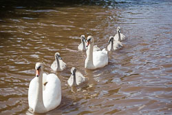 Swan_Shropshire_Union_Canal-011.jpg