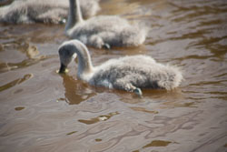 Swan_Shropshire_Union_Canal-014.jpg
