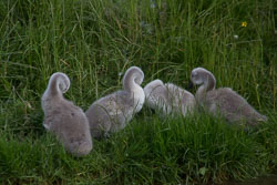 Swan_Shropshire_Union_Canal-021.jpg