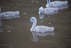 Swan_Shropshire_Union_Canal-026.jpg