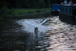 Swan_Shropshire_Union_Canal-031.jpg