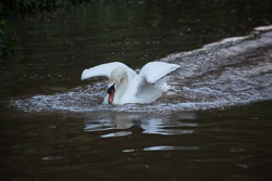 Swan_Shropshire_Union_Canal-033.jpg