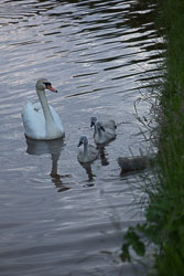 Swan_Shropshire_Union_Canal-038.jpg